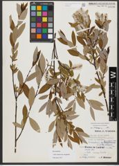 Foto von Salix triandra subsp. amygdalina (L.) Schübl. & G. Martens